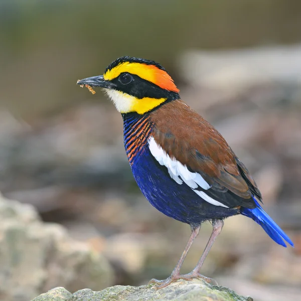 Malayan Banded Pitta bird