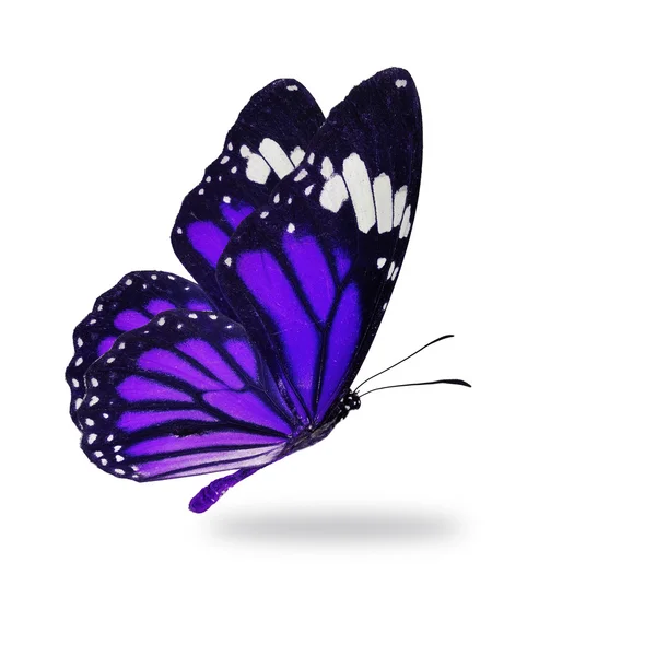 Purple monarch butterfly flying