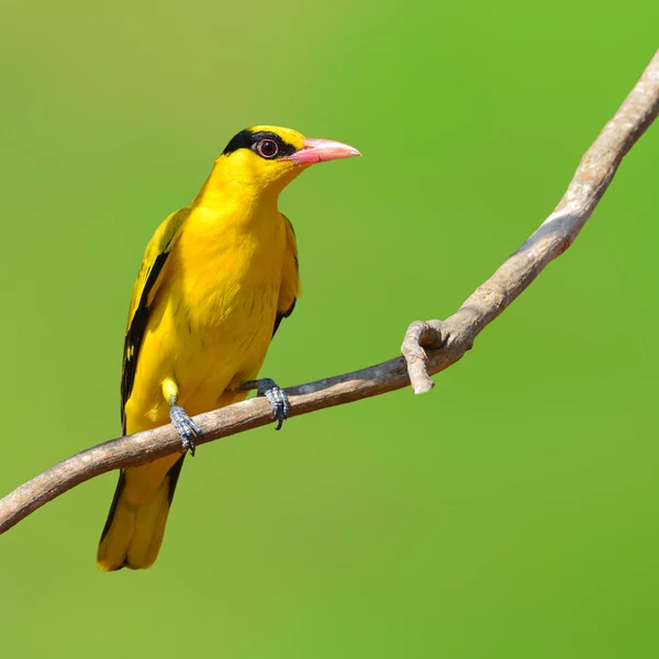 Black-naped Oriole bird