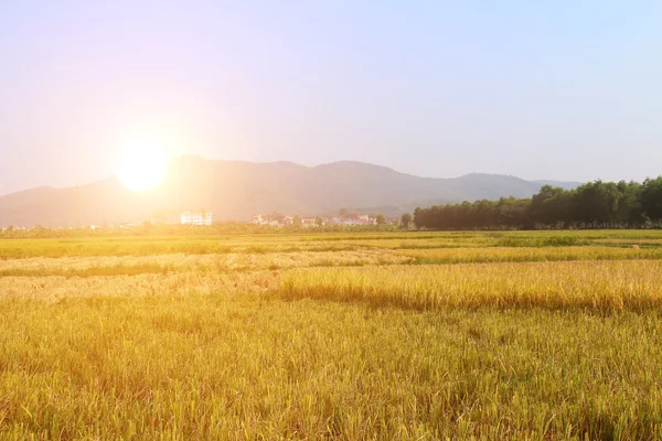 Ripe rice field