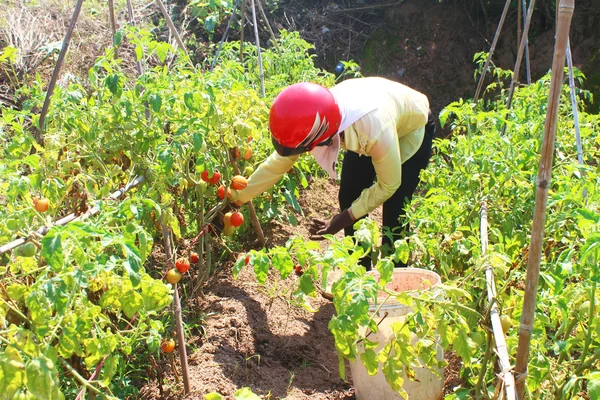 Farmer picking ripe tomato in vegetable garden