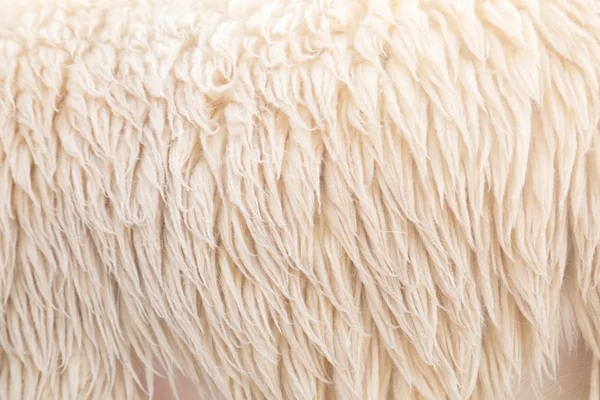 Wool sheep background, Fleece
