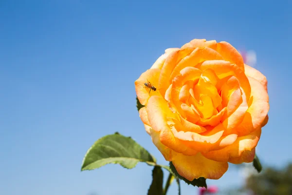Orange roses and bee on blue sky