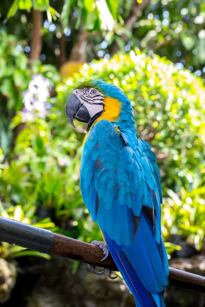 Blue parrot macaw