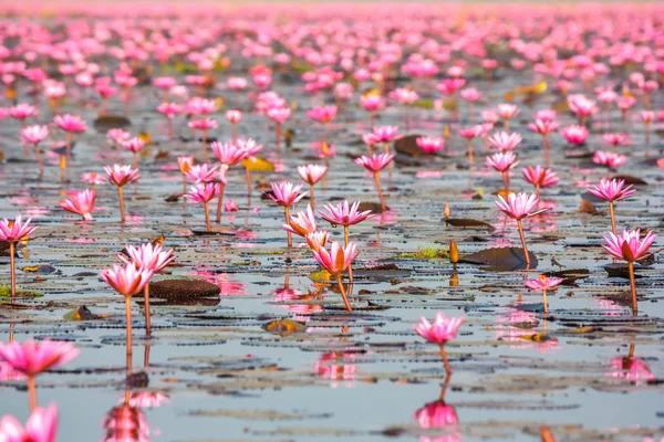 Sea of pink lotus, Nonghan, Udonthani, Thailand, Unseen in Thail