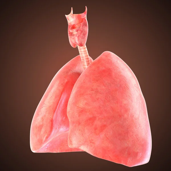 Xray lungs illustration. 3d render