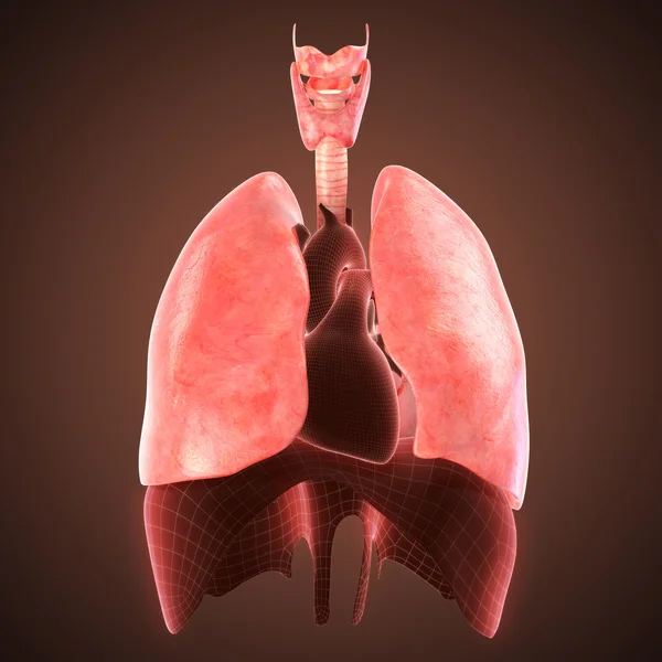 Xray lungs illustration. 3d render