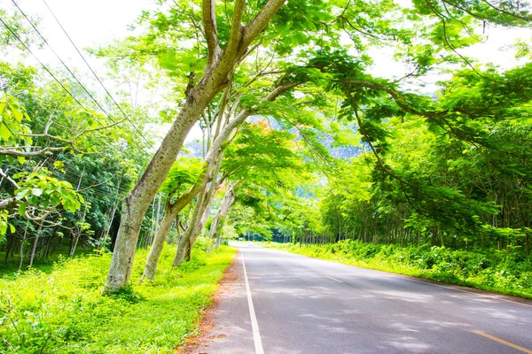 Landscape of road under the trees green tunnel