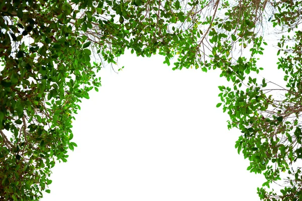 Green leaves frame on white background with place for text