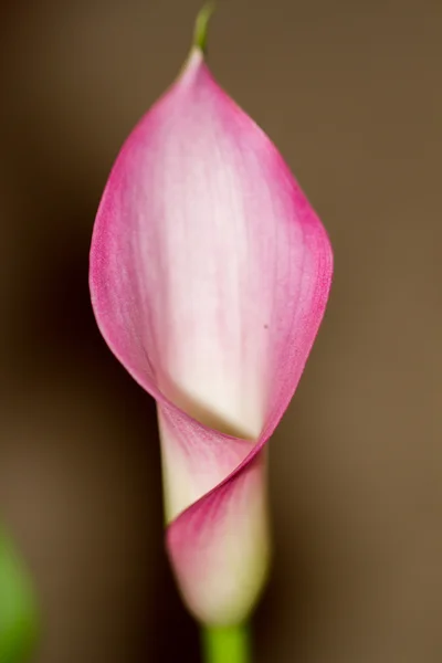 Calla flower close up