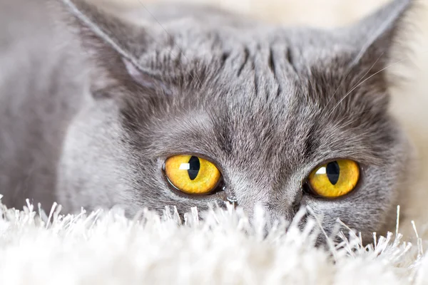 Gray British cat hiding in the carpet