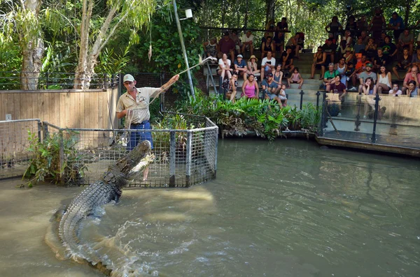 Trainer and and Saltwater Crocodile during an Attack Show in Que