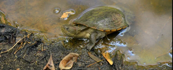 Australian Saw-shelled turtle