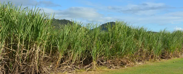 Sugar cane grow in a farm