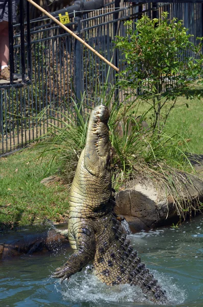 Australian salt water crocodile