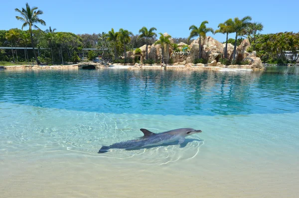 Captive Dolphin in Sea World Gold Coast Australia