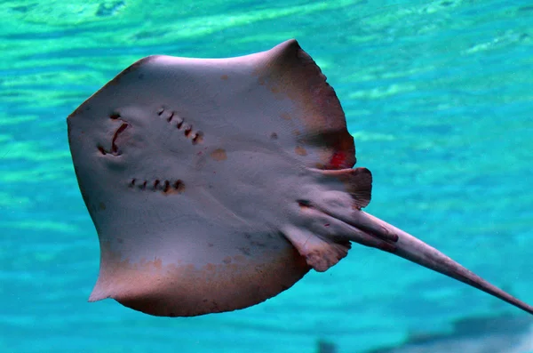 Stingray bottom in Sea World Gold Coast Australia