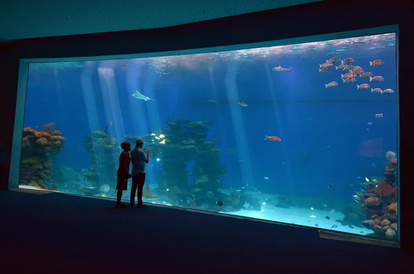 Shark Pool of Coral World Underwater Observatory aquarium in Eil