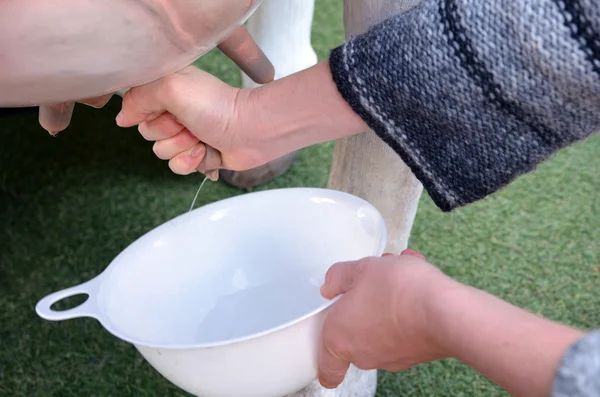 Hands of a woman milking fresh milk from a dairy cow