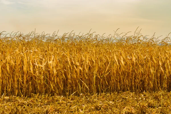Corn field in autumn season