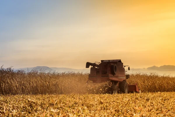 Red harvester working on corn field