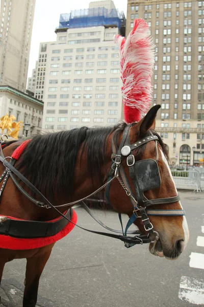 Horse Carriage near Central Park on 59th Street in Manhattan