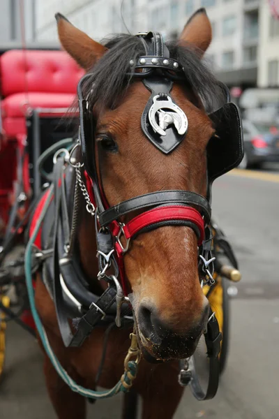 Horse Carriage near Central Park on 59th Street in Manhattan