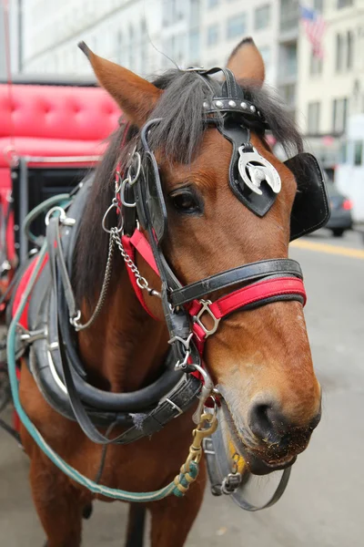 Horse Carriage near Central Park on 59th Street in Manhattan.