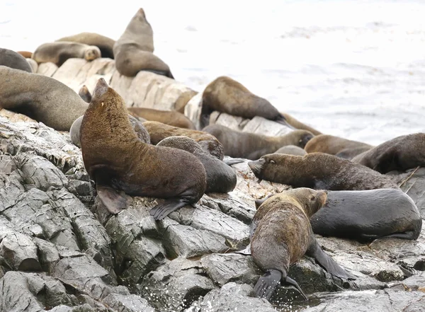 Sea Lions at the Sea Lions island in Beagle Channel, Argentina