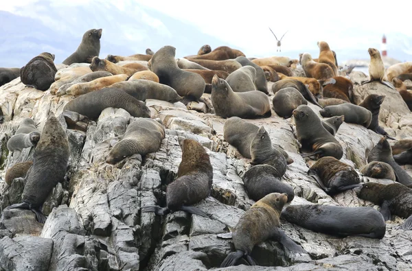 Sea Lions at the Sea Lions island in Beagle Channel, Argentina