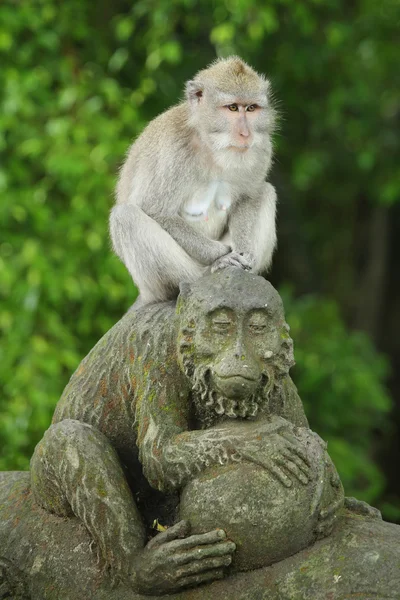 Monkey in the Sacred Forest Sanctuary, Bali, Indonesia