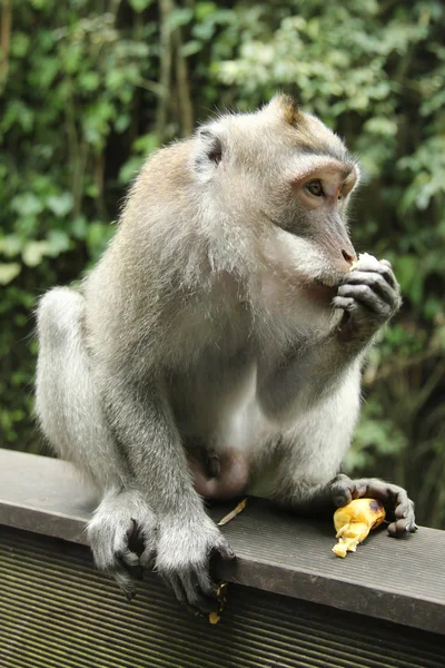 Monkey in the Sacred Forest Sanctuary, Bali, Indonesia