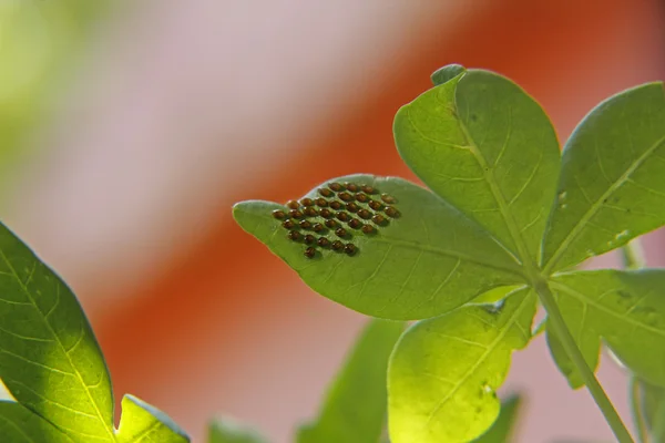 Squash bug (Hemiptera ) eggs on underside of leaf