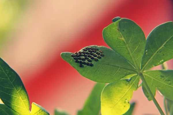 Squash bug (Hemiptera ) eggs on underside of leaf