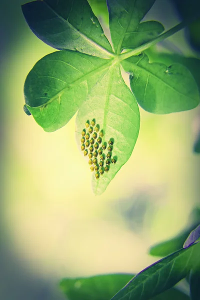 Squash bug (Hemiptera ) eggs on underside of leaf