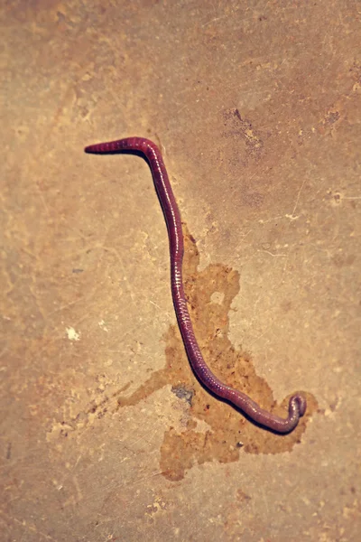 Earthworm