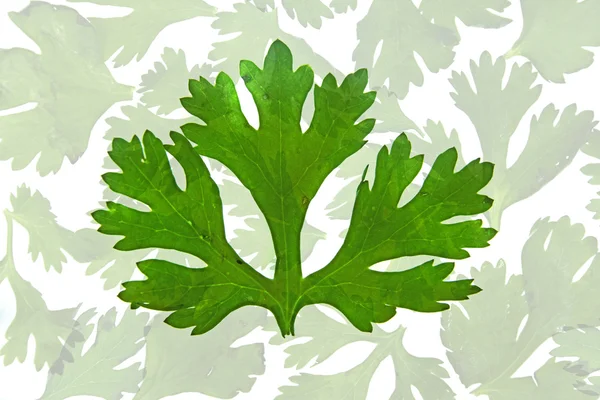 Leaf of Coriander, Coriandrum sativum