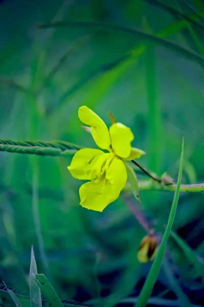 Cassia occidentalis. An ornamental shrub