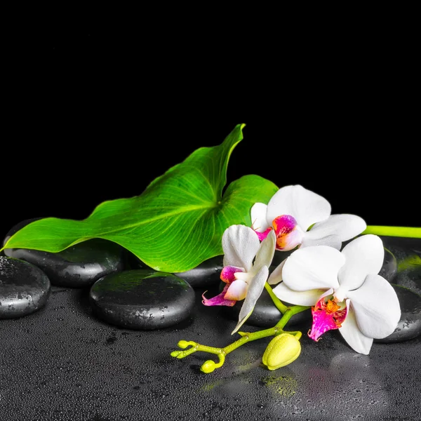 Beautiful spa background of white orchid flower, phalaenopsis, g
