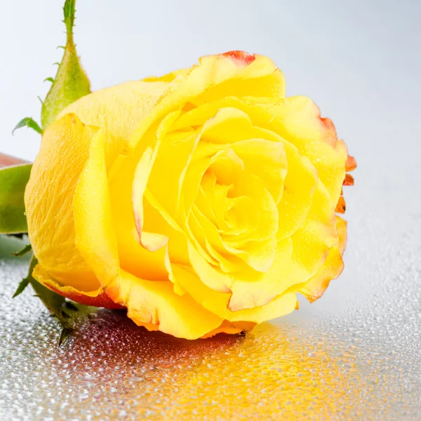 Beautiful yellow rose flower on silver background with dew and r