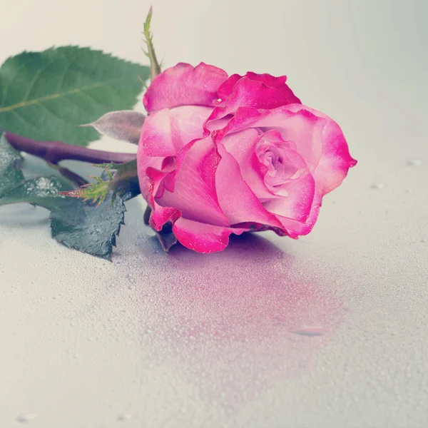 Beautiful pink rose flower on light background with dew and refl