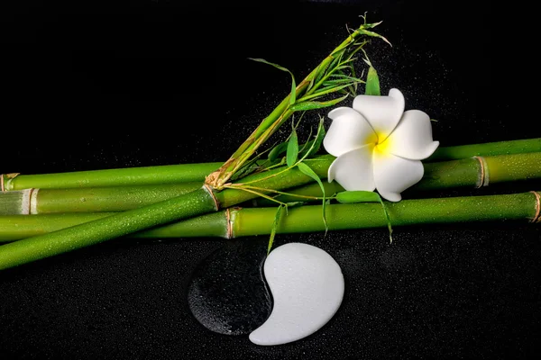 Spa setting of white frangipani flower, symbol Yin Yang and natu