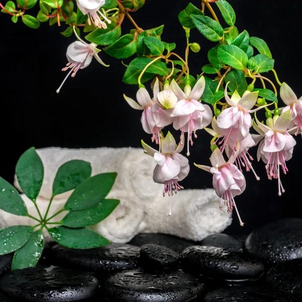 Spa setting of branch pink fuchsia flower, towels, leaf shefler