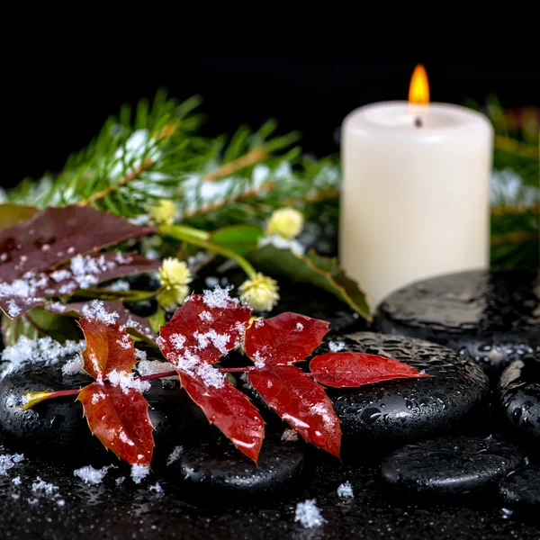 Winter spa concept of evergreen branches, red leaves with drops,