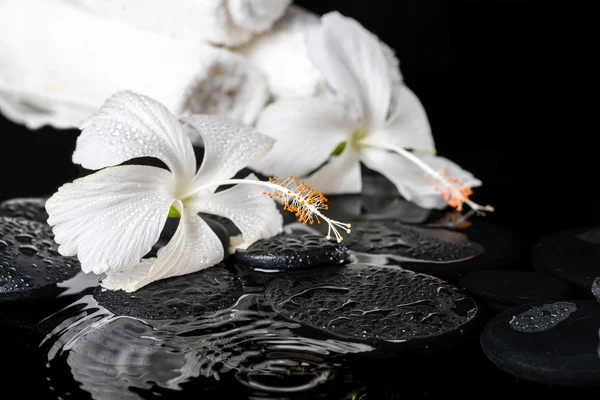 Beautiful spa concept of delicate white hibiscus, zen stones wit
