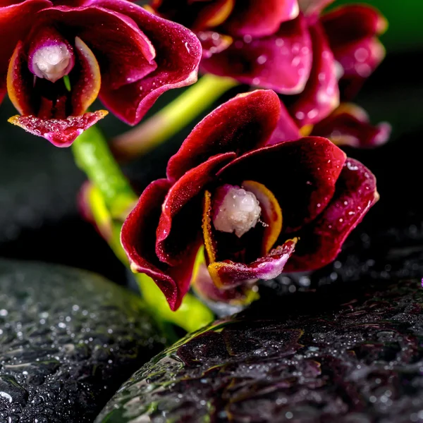 Spa concept of dark cherry flower orchid phalaenopsis, zen basal