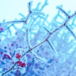 Winter, trees and berries — Stock Photo © Julietart #6593242