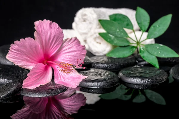 Spa concept of delicate pink hibiscus, green leaf shefler with d