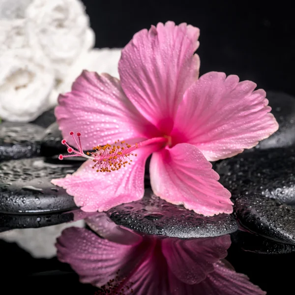Spa concept of delicate pink hibiscus  with drops and white stac