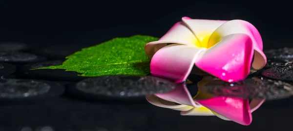 Spa concept of green leaf hibiscus, plumeria with drops on zen b